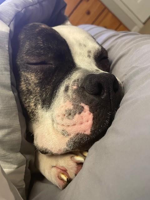 Jack, a Adoptable mixed breed in Charlotte, NC image 3/6