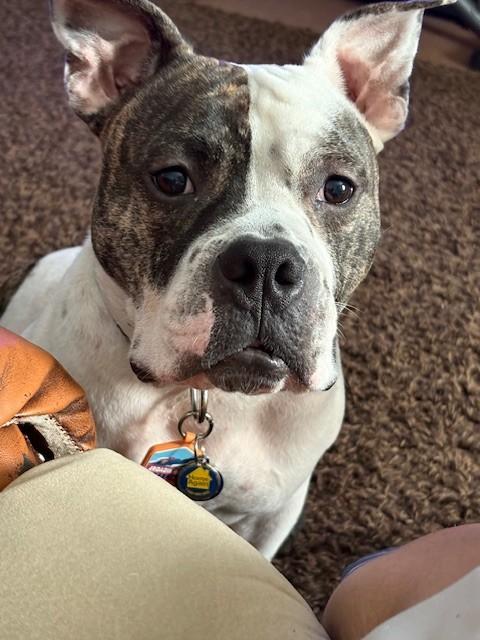 Jack, a Adoptable mixed breed in Charlotte, NC image 2/6