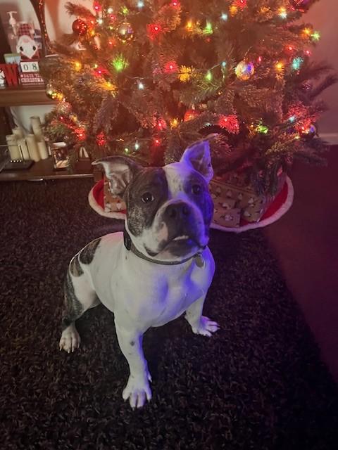 Jack, a Adoptable mixed breed in Charlotte, NC image 4/6