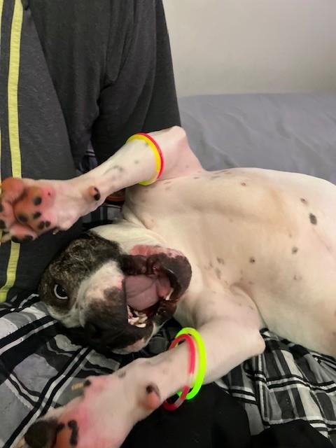 Jack, Adoptable, Adult Male Bulldog.