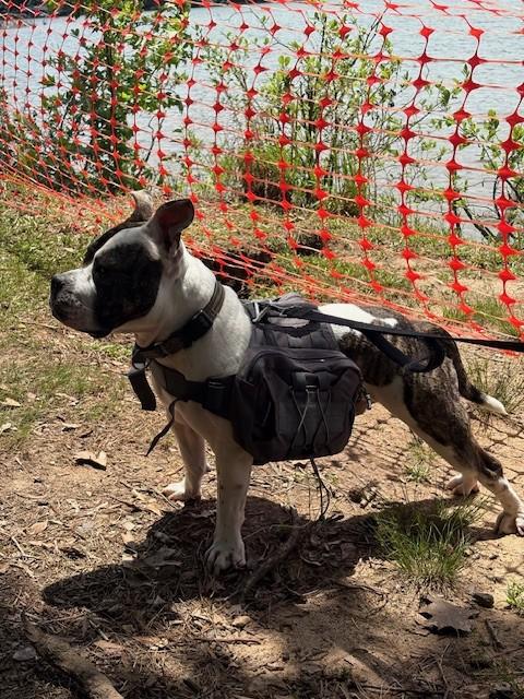 Jack, a Adoptable mixed breed in Charlotte, NC image 5/6