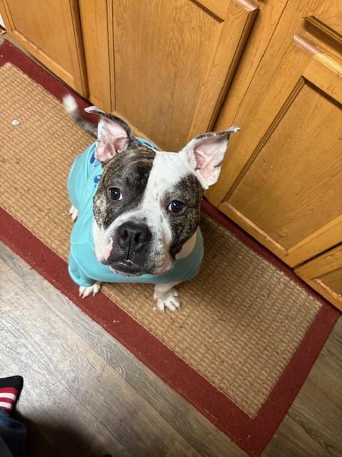 Jack, a Adoptable mixed breed in Charlotte, NC image 6/6