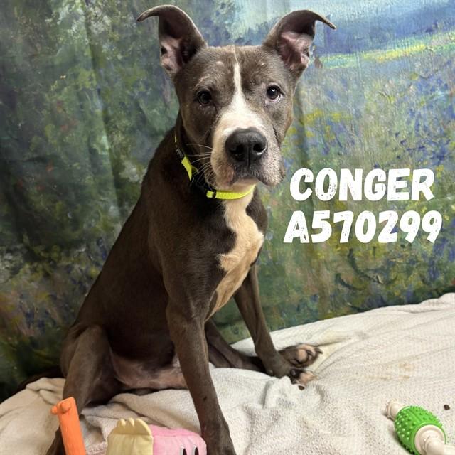 CONGER, Adoptable, Young Male Pit Bull Terrier & Mixed Breed.