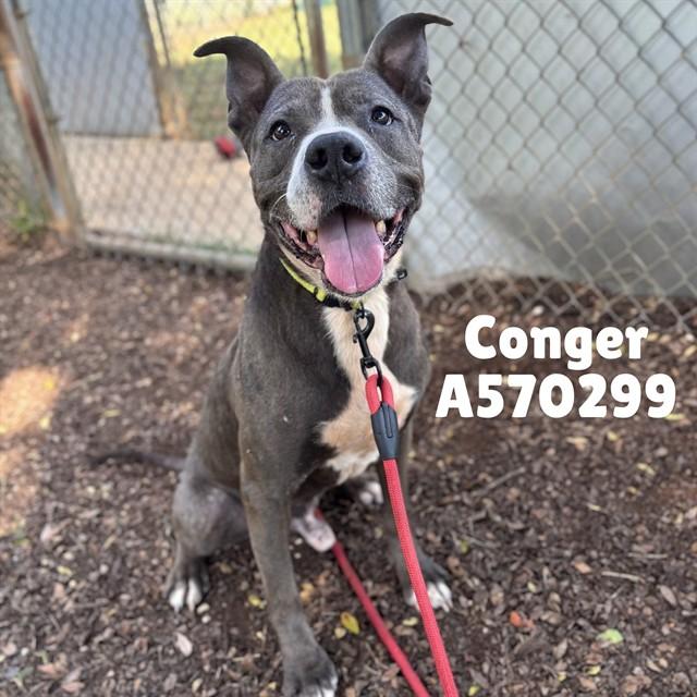 Enlarge CONGER, a Adoptable mixed breed in Huntsville, AL image 1/1