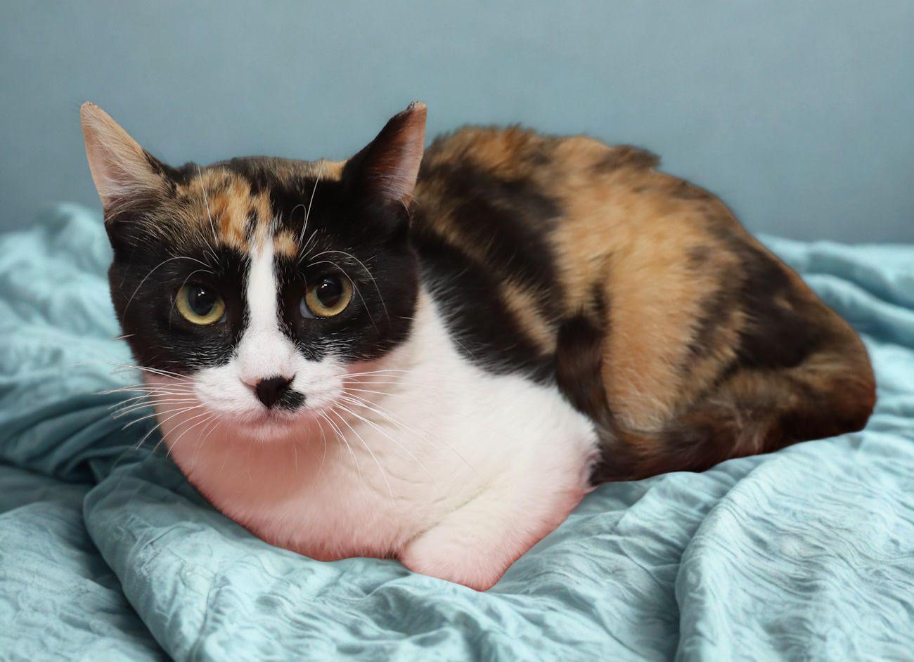 Enlarge Marnie, a ADOPTABLE Calico in Euclid, OH image 5/6