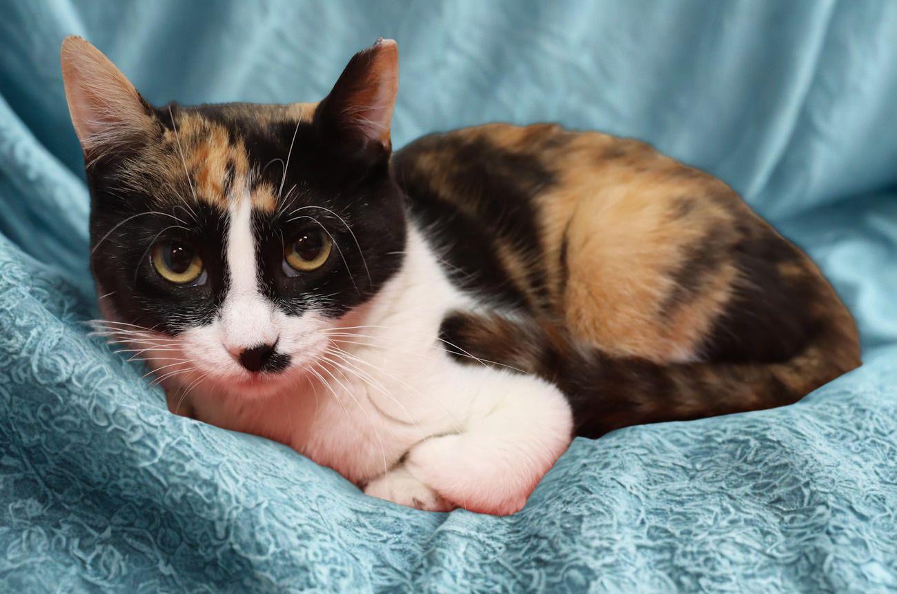 Enlarge Marnie, a ADOPTABLE Calico in Euclid, OH image 6/6