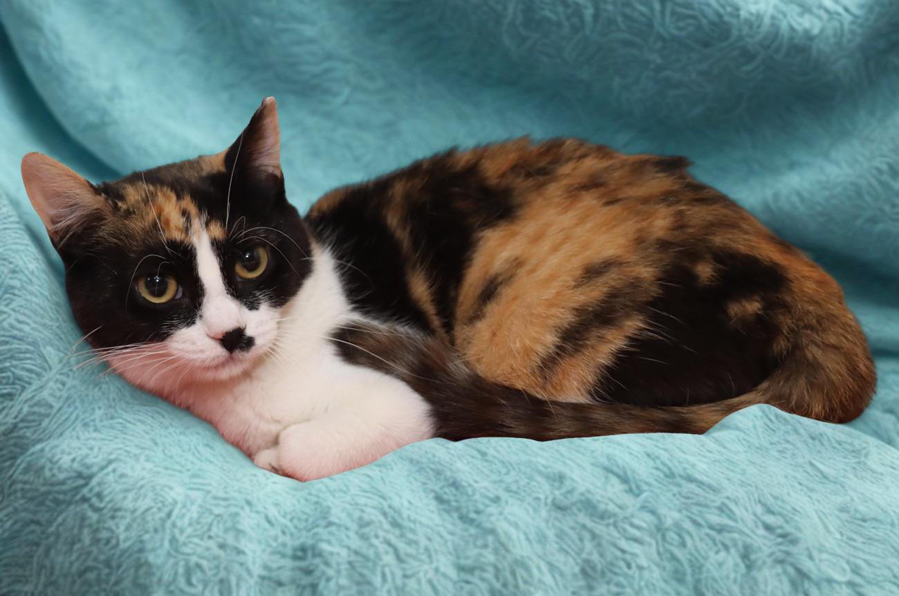 Enlarge Marnie, a ADOPTABLE Calico in Euclid, OH image 3/6