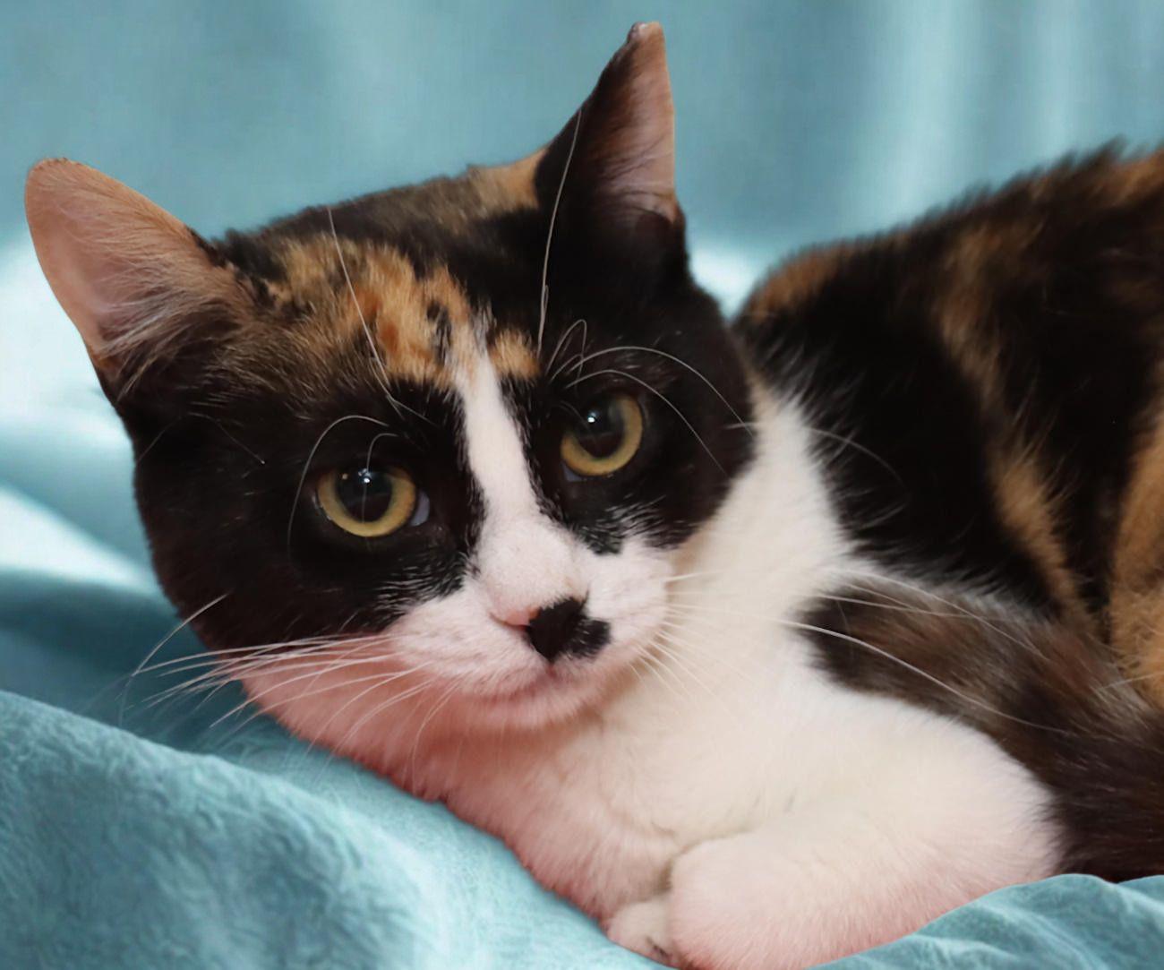 Marnie, ADOPTABLE, Young Female Calico.