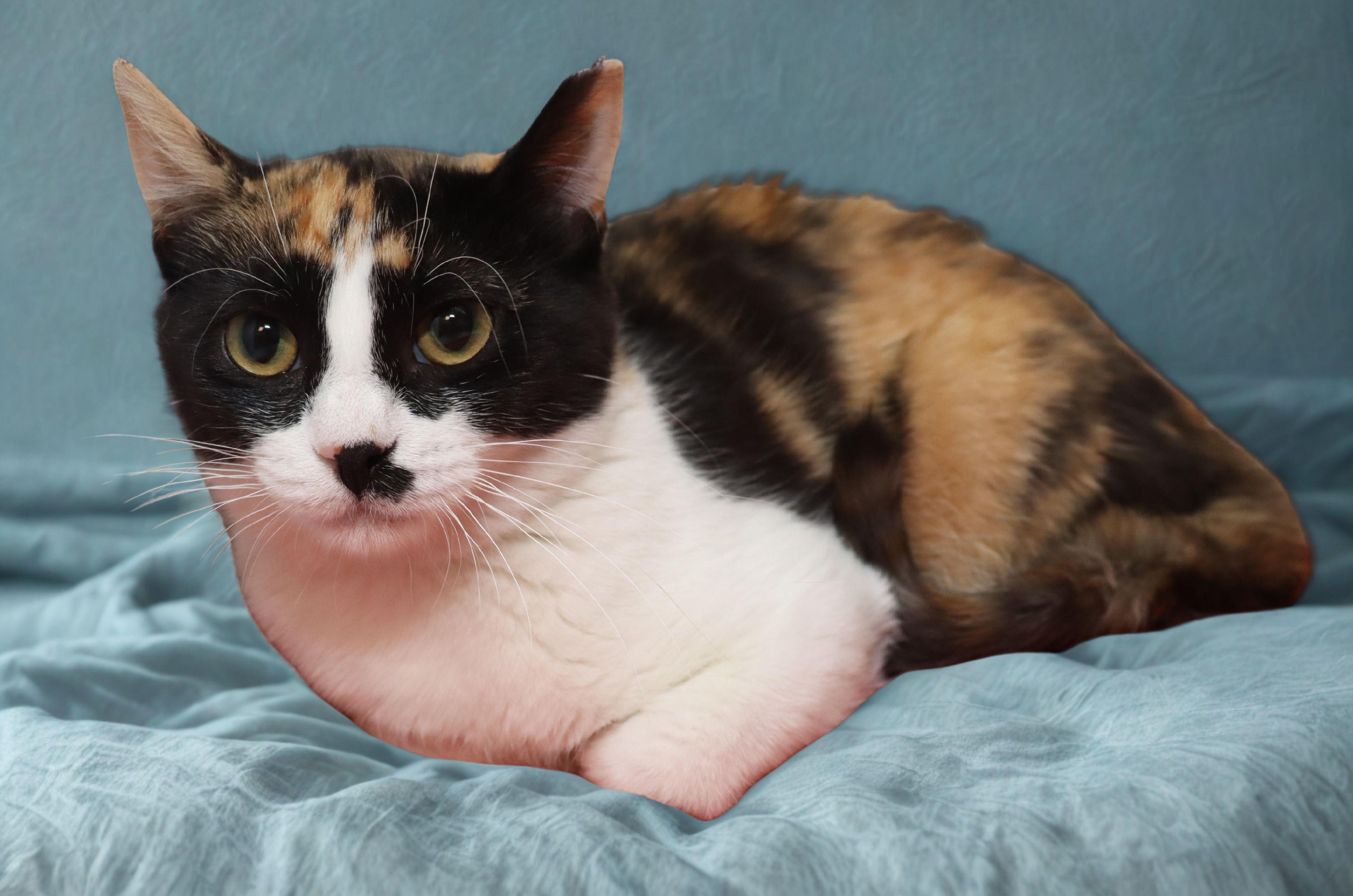 Enlarge Marnie, a ADOPTABLE Calico in Euclid, OH image 4/6