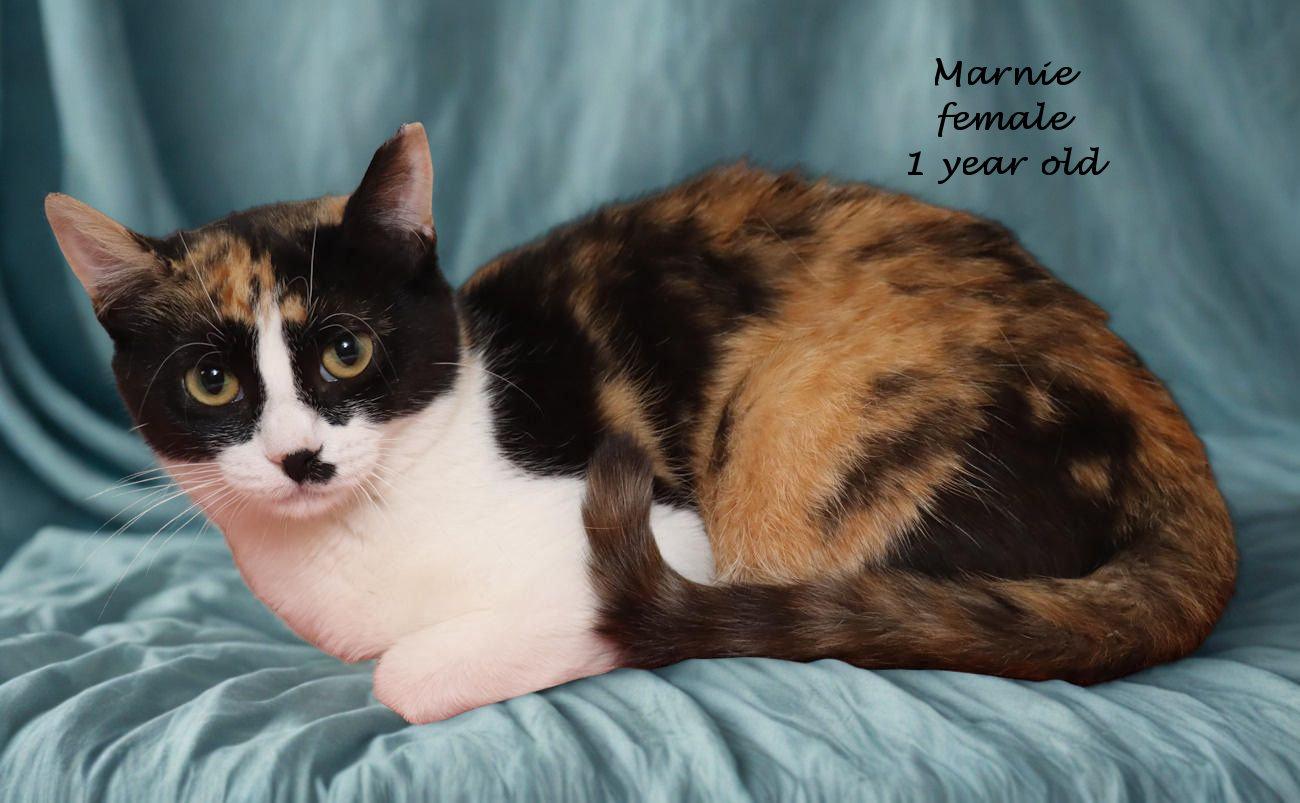 Enlarge Marnie, a ADOPTABLE Calico in Euclid, OH image 2/6