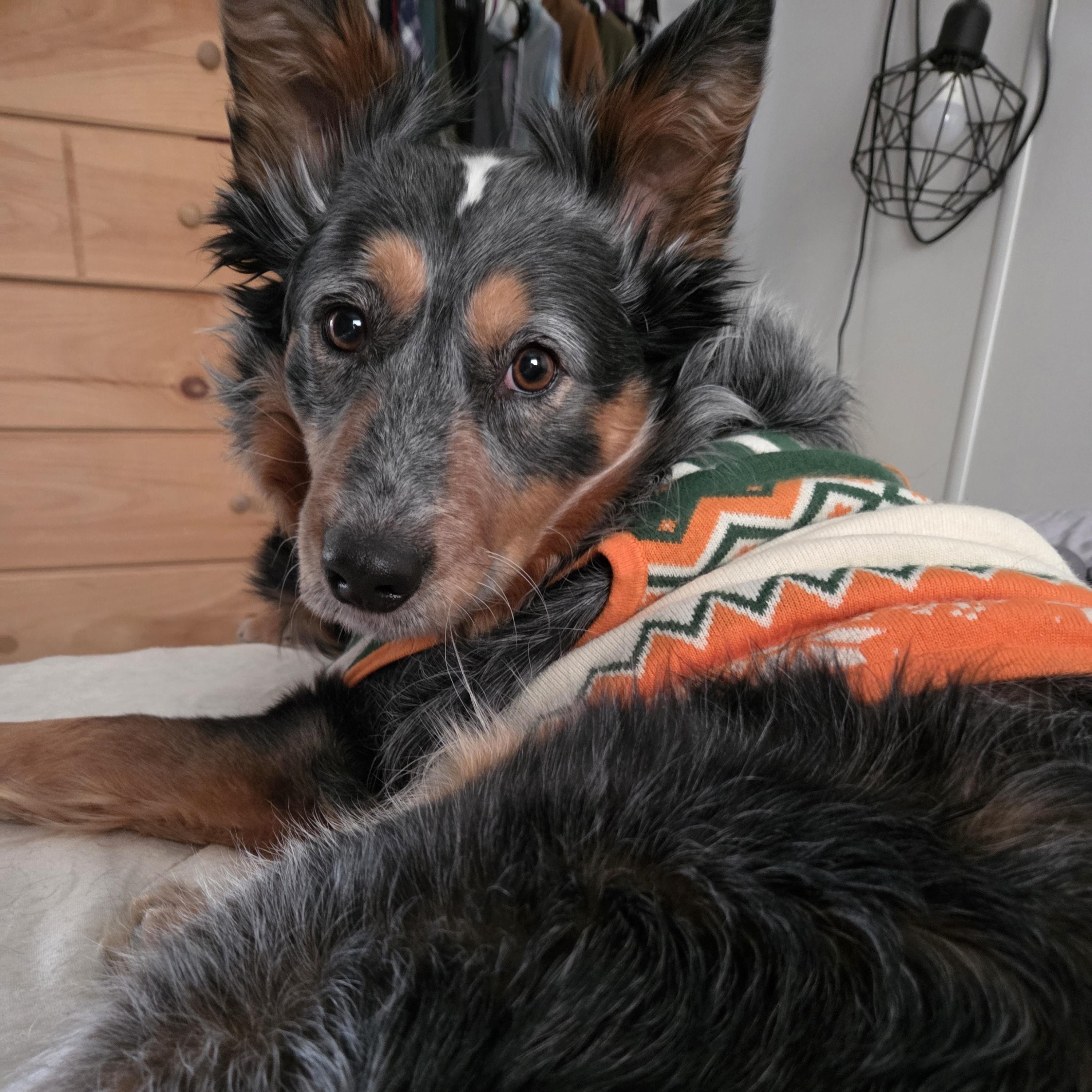 Enlarge Lupin, a ADOPTABLE Mixed Breed in Dickinson, ND image 1/1