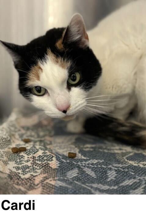 Enlarge Cardi, a Adoptable Domestic Short Hair in North Brunswick, NJ image 1/1