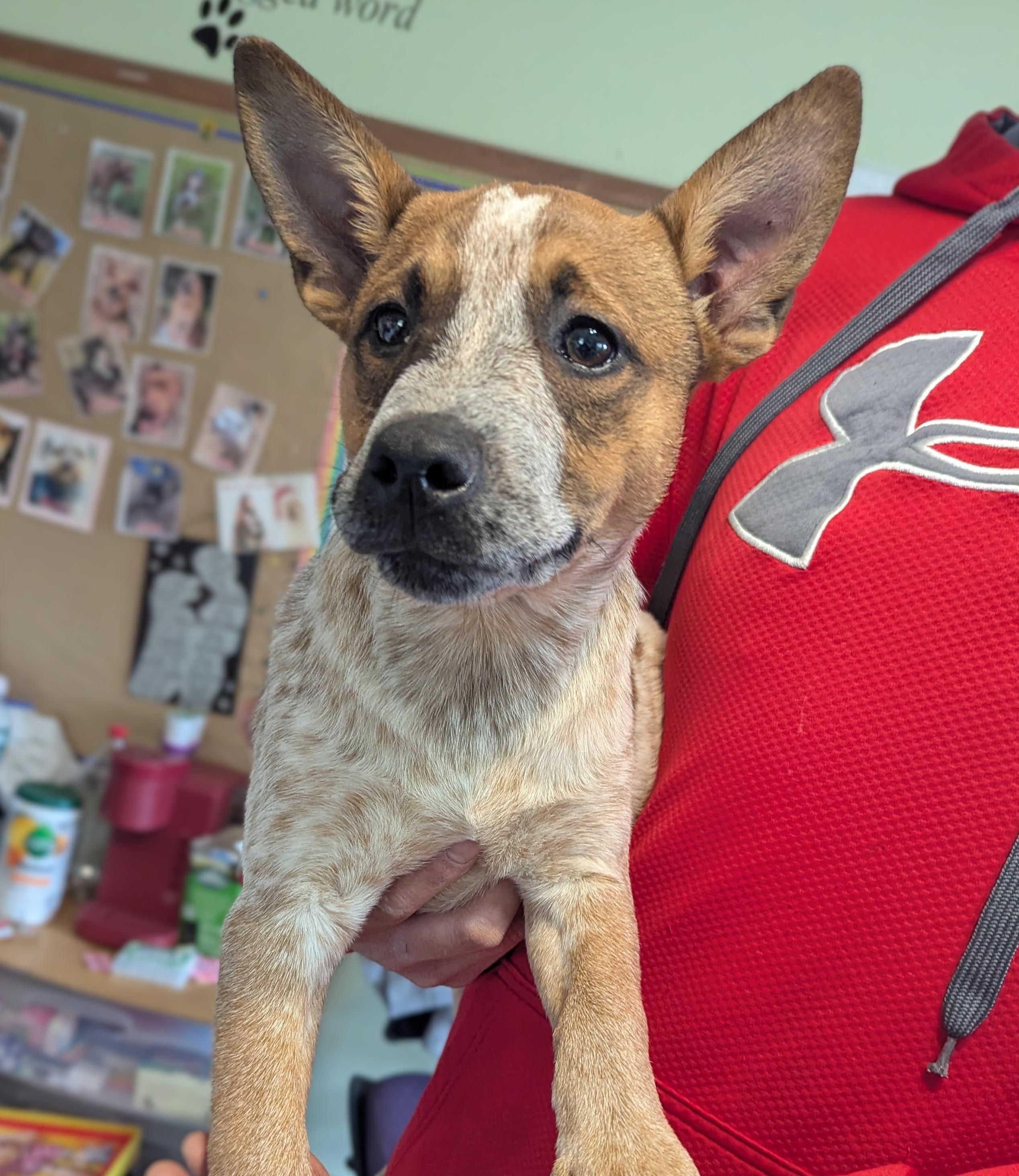 Enlarge Sara, an adopted mixed breed in New Windsor, NY image 1/1