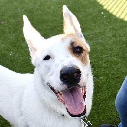 Hachi, Adoptable, Adult Male Cattle Dog & Mixed Breed.