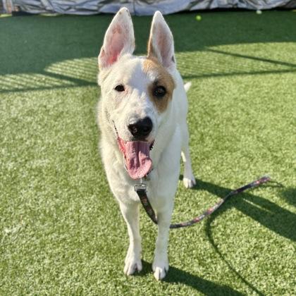 Hachi, a Adoptable mixed breed in San Francisco, CA image 2/3