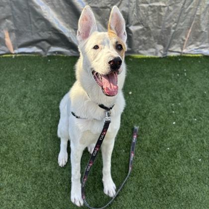 Hachi, a Adoptable mixed breed in San Francisco, CA image 3/3