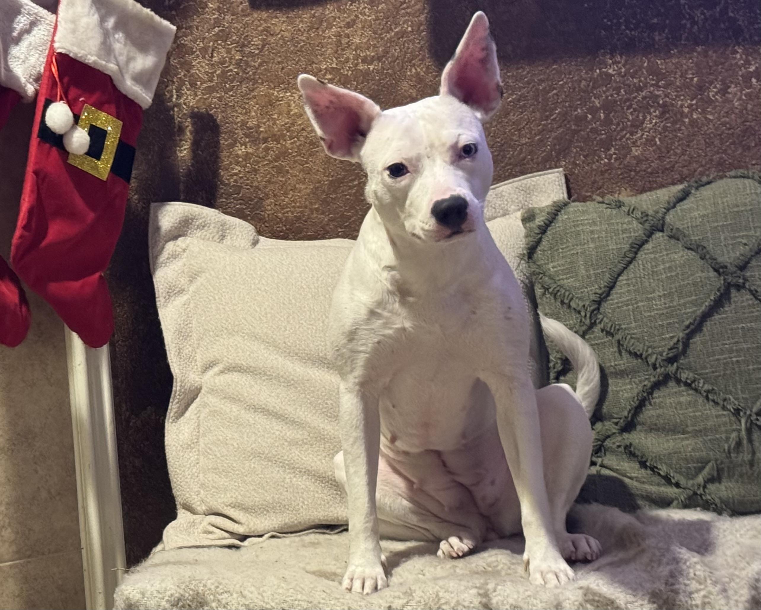 Enlarge Snow Ball, an adopted mixed breed in Cherry Hills Village, CO image 1/6
