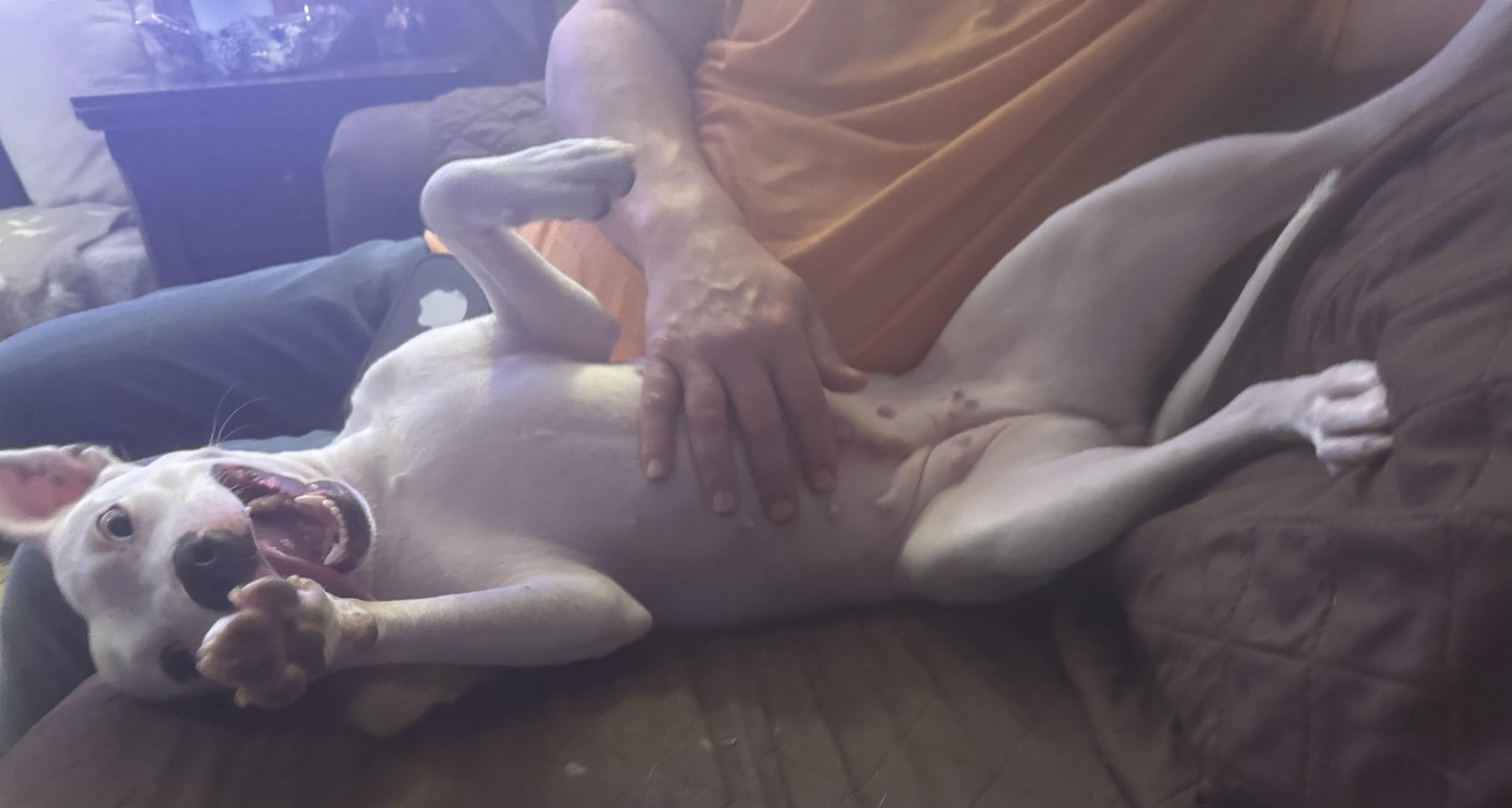 Enlarge Snow Ball, an adopted mixed breed in Cherry Hills Village, CO image 2/6