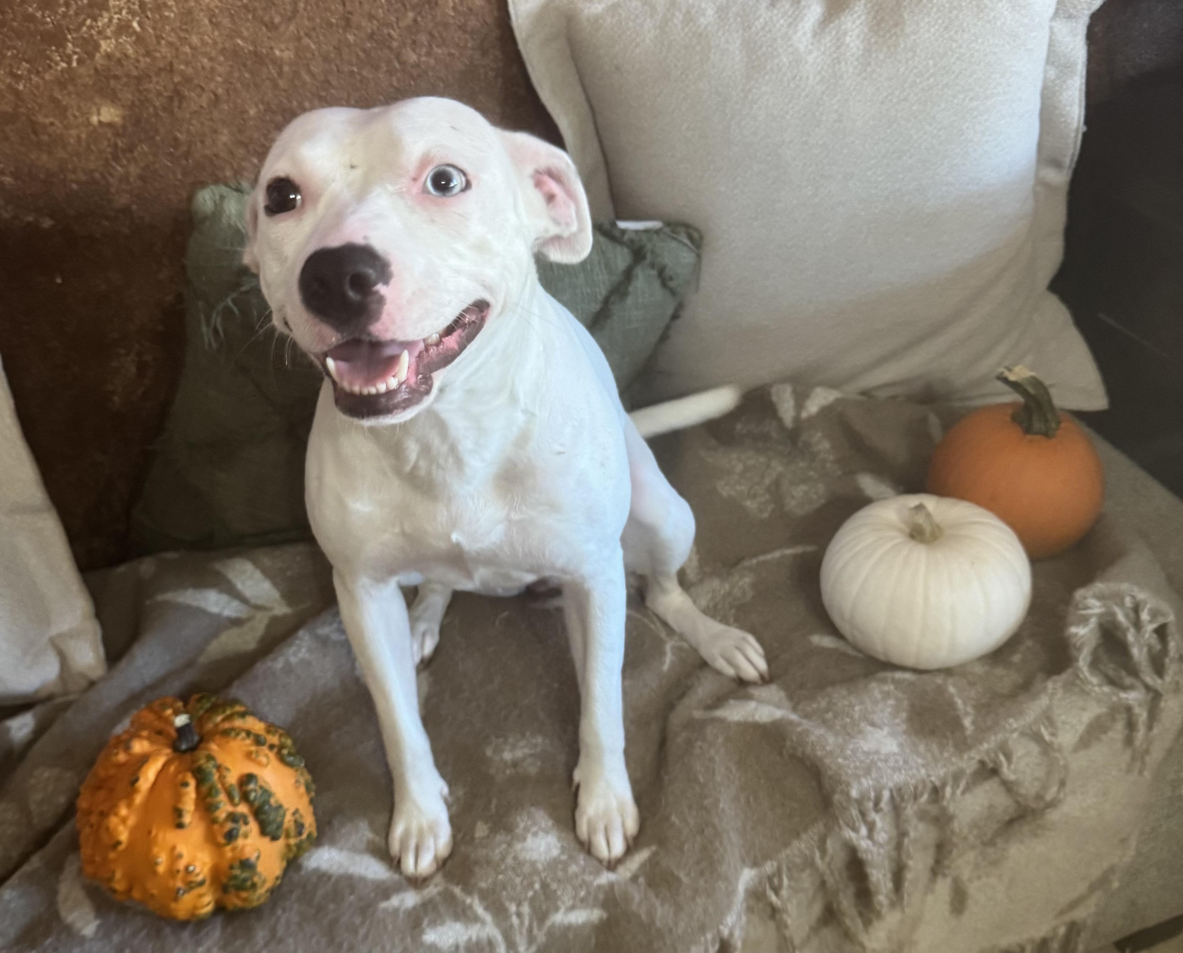 Enlarge Snow Ball, an adopted mixed breed in Cherry Hills Village, CO image 3/6