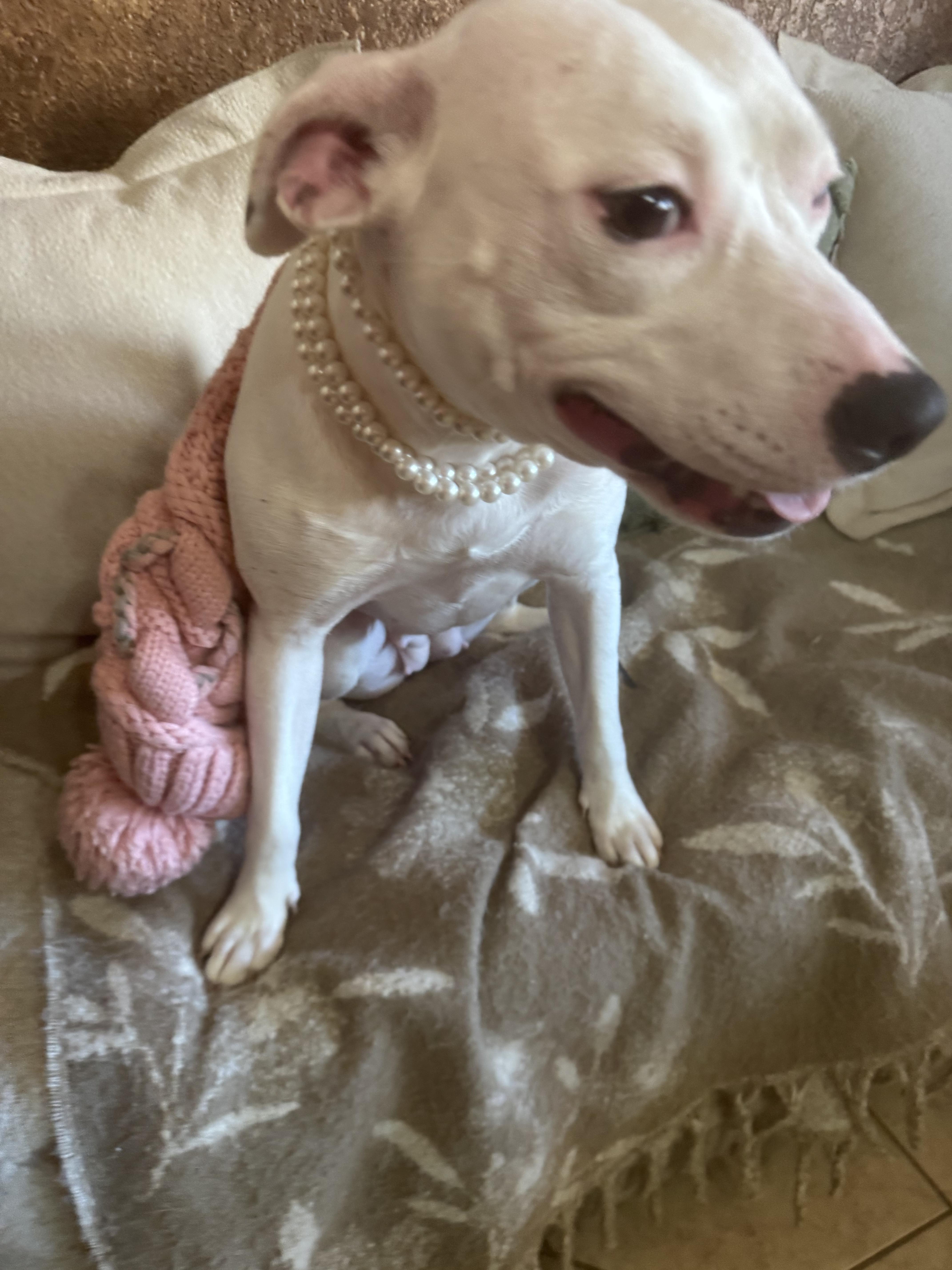 Enlarge Snow Ball, an adopted mixed breed in Cherry Hills Village, CO image 4/6