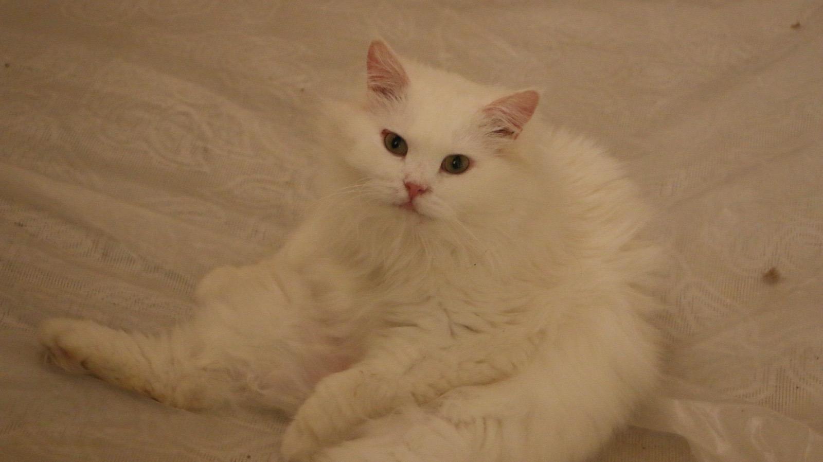 Koka M, a Adoptable Persian in Brampton, ON image 3/6