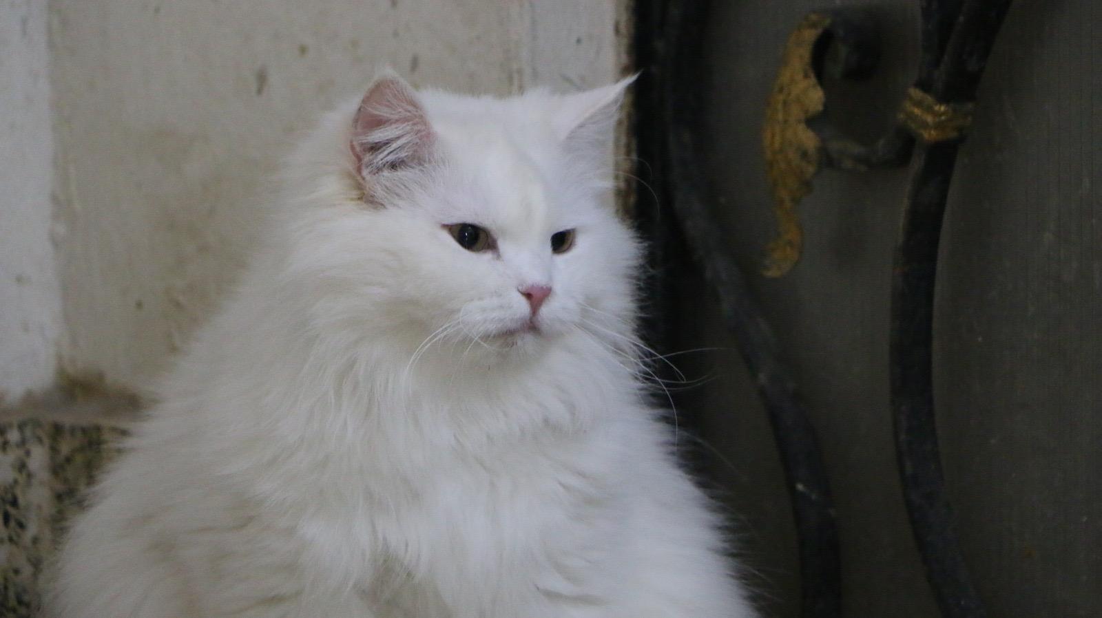 Koka M, a Adoptable Persian in Brampton, ON image 2/6