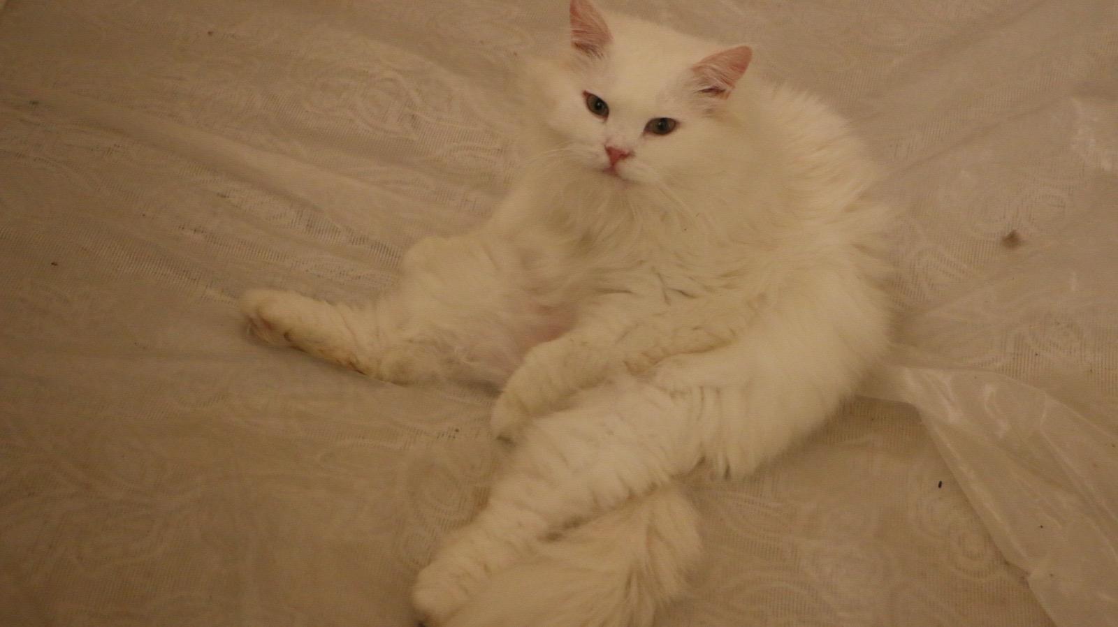 Koka M, a Adoptable Persian in Brampton, ON image 1/6
