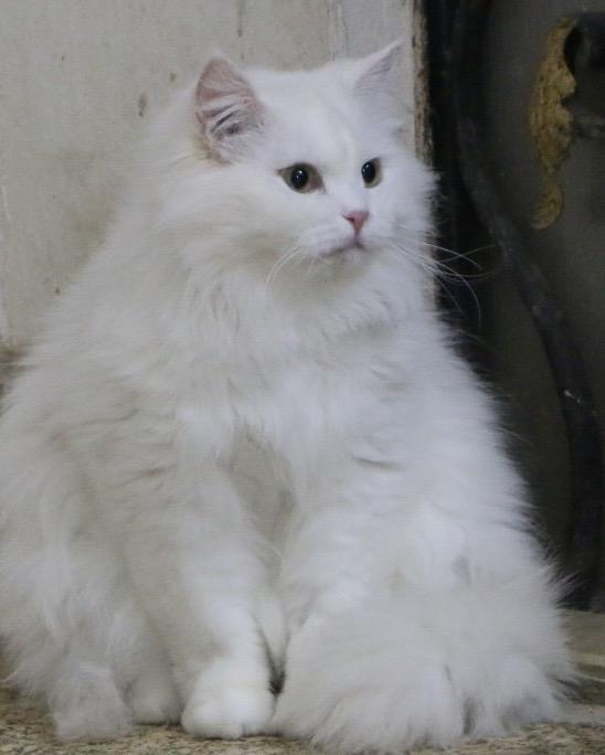 Koka M, a Adoptable Persian in Brampton, ON image 4/6