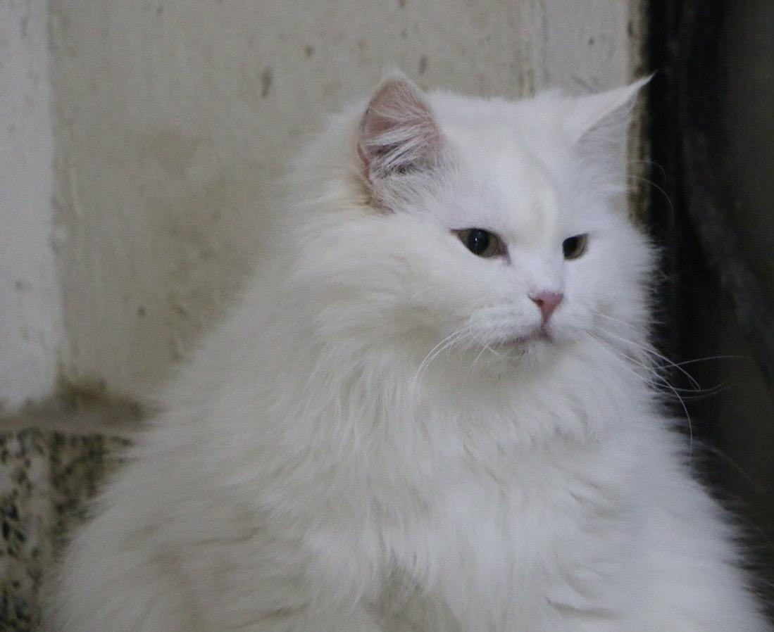 Koka M, a Adoptable Persian in Brampton, ON image 5/6