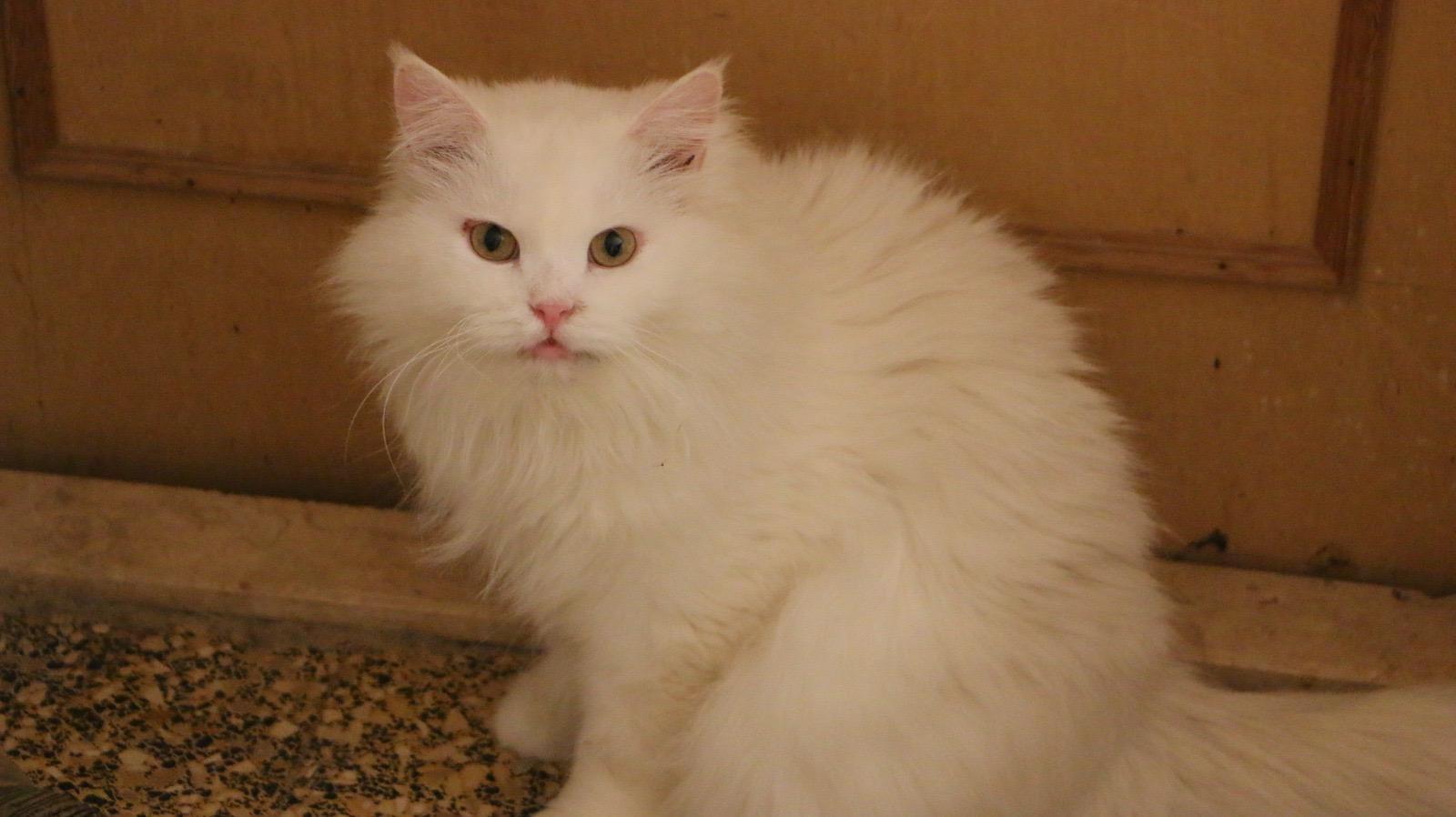 Koka M, a Adoptable Persian in Brampton, ON image 6/6