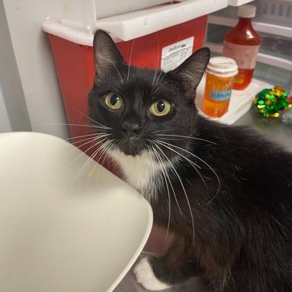 Enlarge Miss Vanjie, a ADOPTABLE Domestic Short Hair in Lansing, MI image 1/2