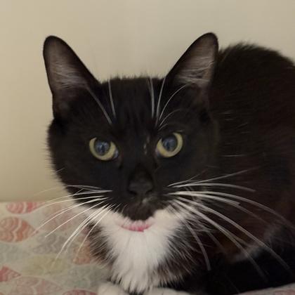 Enlarge Miss Vanjie, a ADOPTABLE Domestic Short Hair in Lansing, MI image 2/2