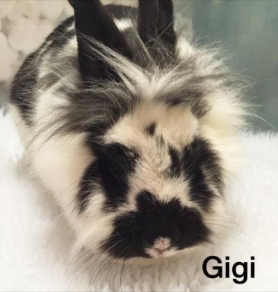 Gigi, Adopted, Adult Female Lionhead.