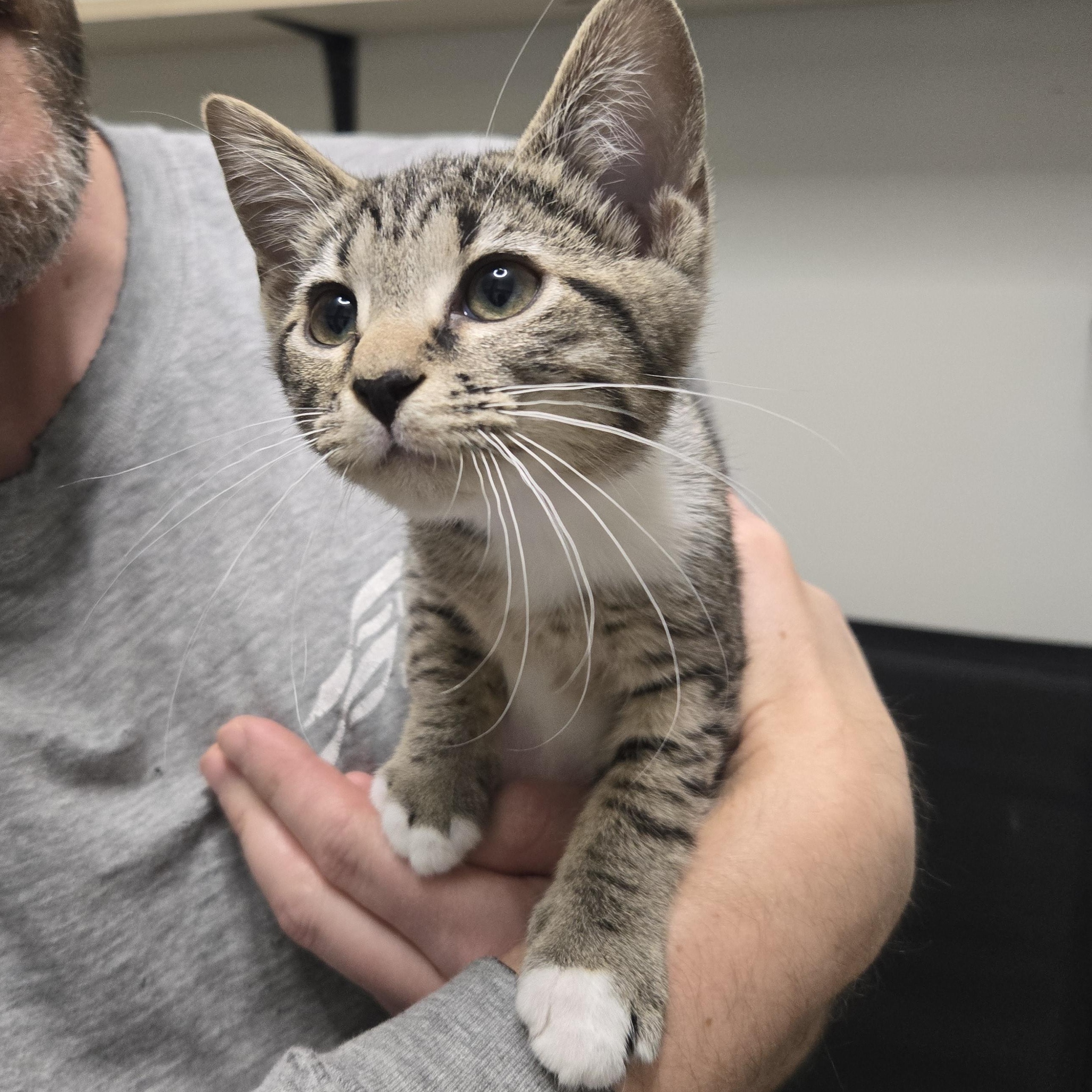 Cora, Adopted, Kitten Female Domestic Short Hair.