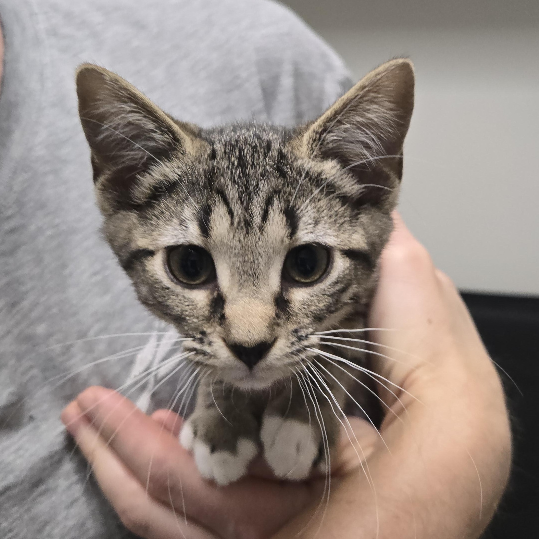 Enlarge Cora, a Adopted Domestic Short Hair in Tyner, KY image 2/2