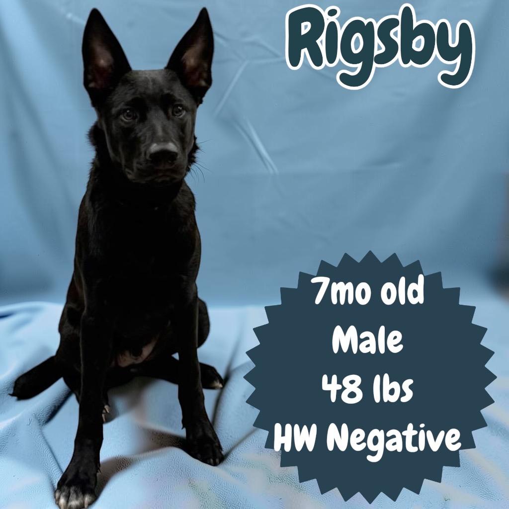Rigsby, Adoptable, Puppy Male Shepherd.
