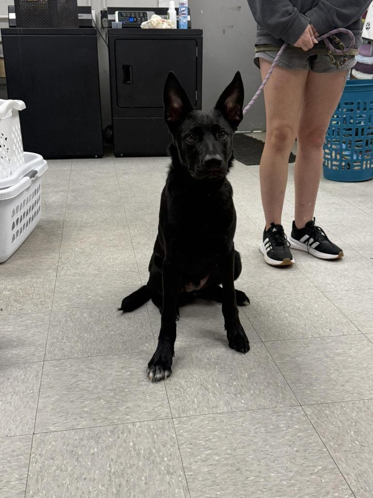 Enlarge Rigsby, a Adoptable mixed breed in Sorrento, LA image 2/2