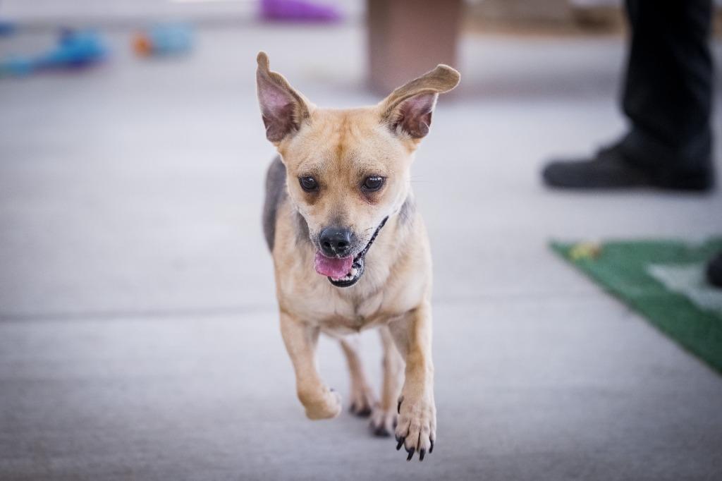 Snappy, Adoptable, Young Male Chihuahua & Beagle.