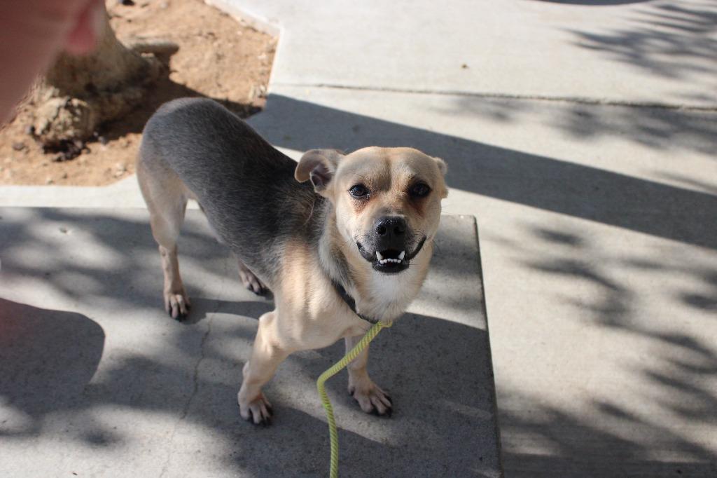 Enlarge Snappy, a Adoptable mixed breed in Twentynine Palms, CA image 2/6