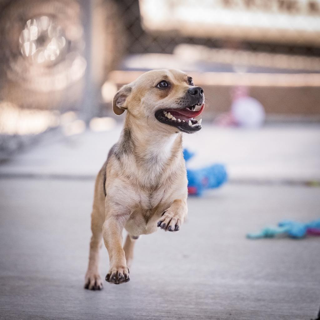 Enlarge Snappy, a Adoptable mixed breed in Twentynine Palms, CA image 3/6