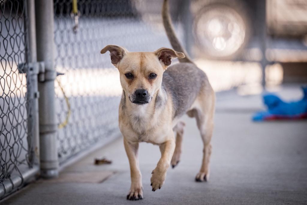 Enlarge Snappy, a Adoptable mixed breed in Twentynine Palms, CA image 4/6