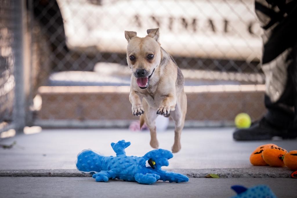 Enlarge Snappy, a Adoptable mixed breed in Twentynine Palms, CA image 5/6