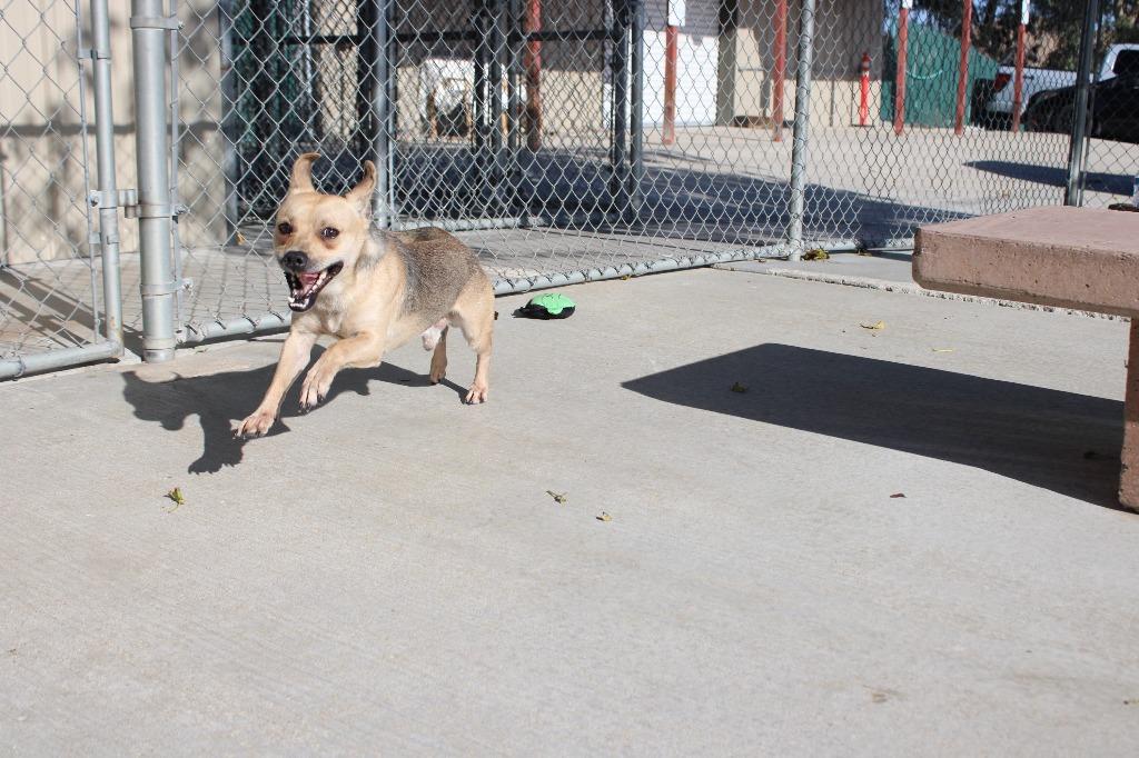 Enlarge Snappy, a Adoptable mixed breed in Twentynine Palms, CA image 6/6