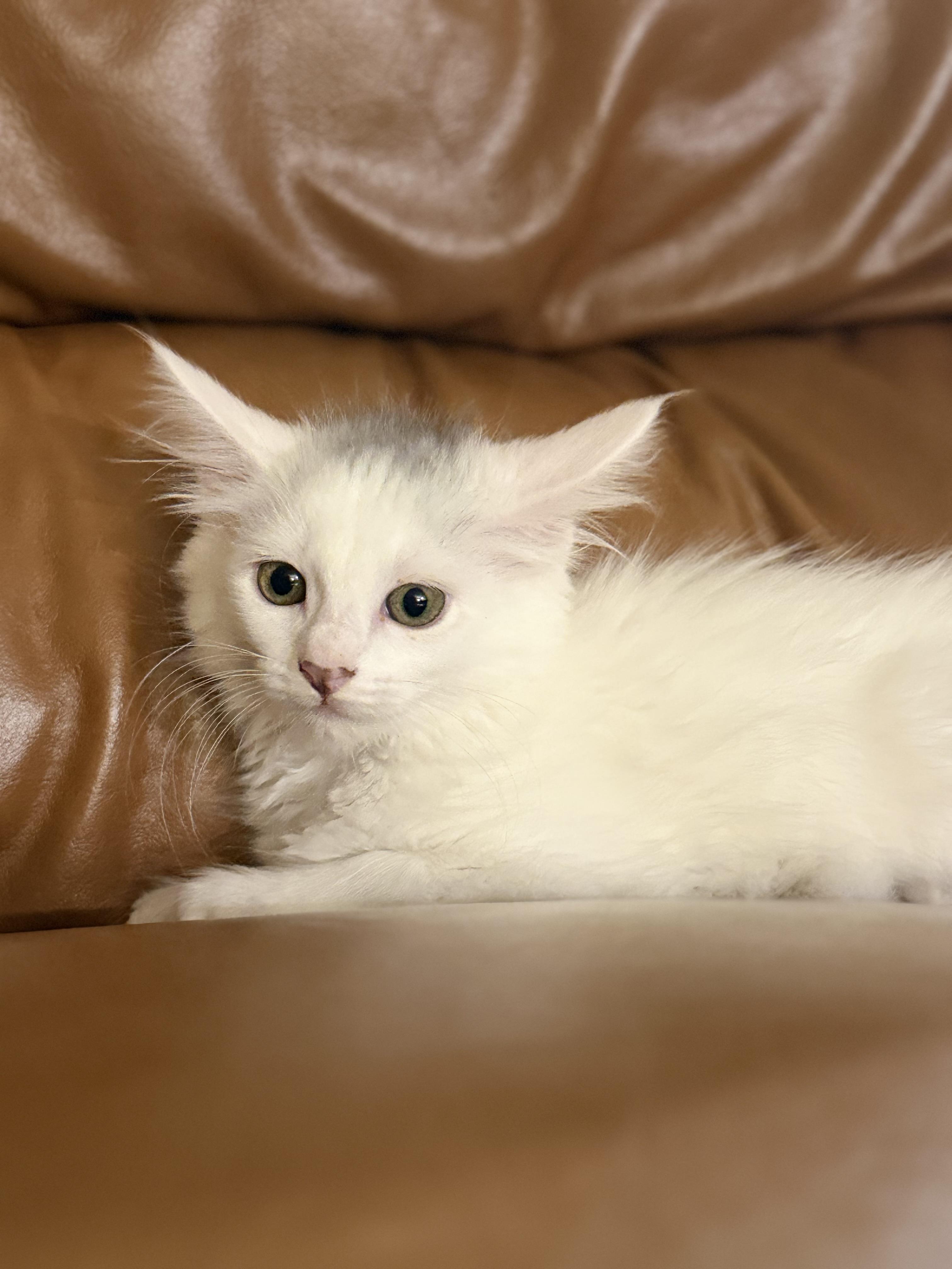 Skippyjon Jones, a Adopted Domestic Medium Hair in St. Paul, MN image 1/2