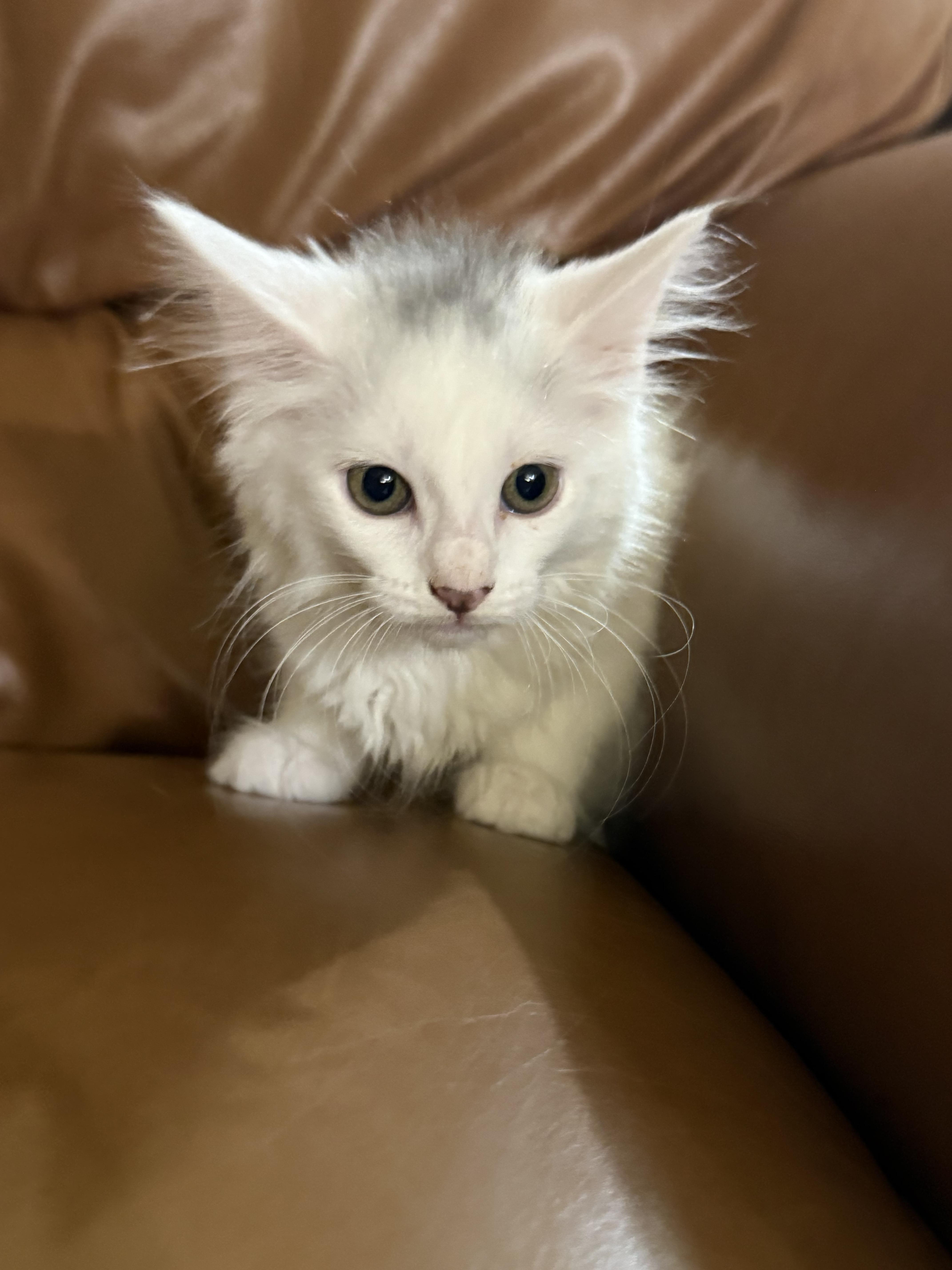 Skippyjon Jones, a Adopted Domestic Medium Hair in St. Paul, MN image 2/2