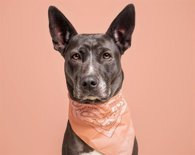 JADE, Adoptable, Adult Female Pit Bull Terrier & Siberian Husky.