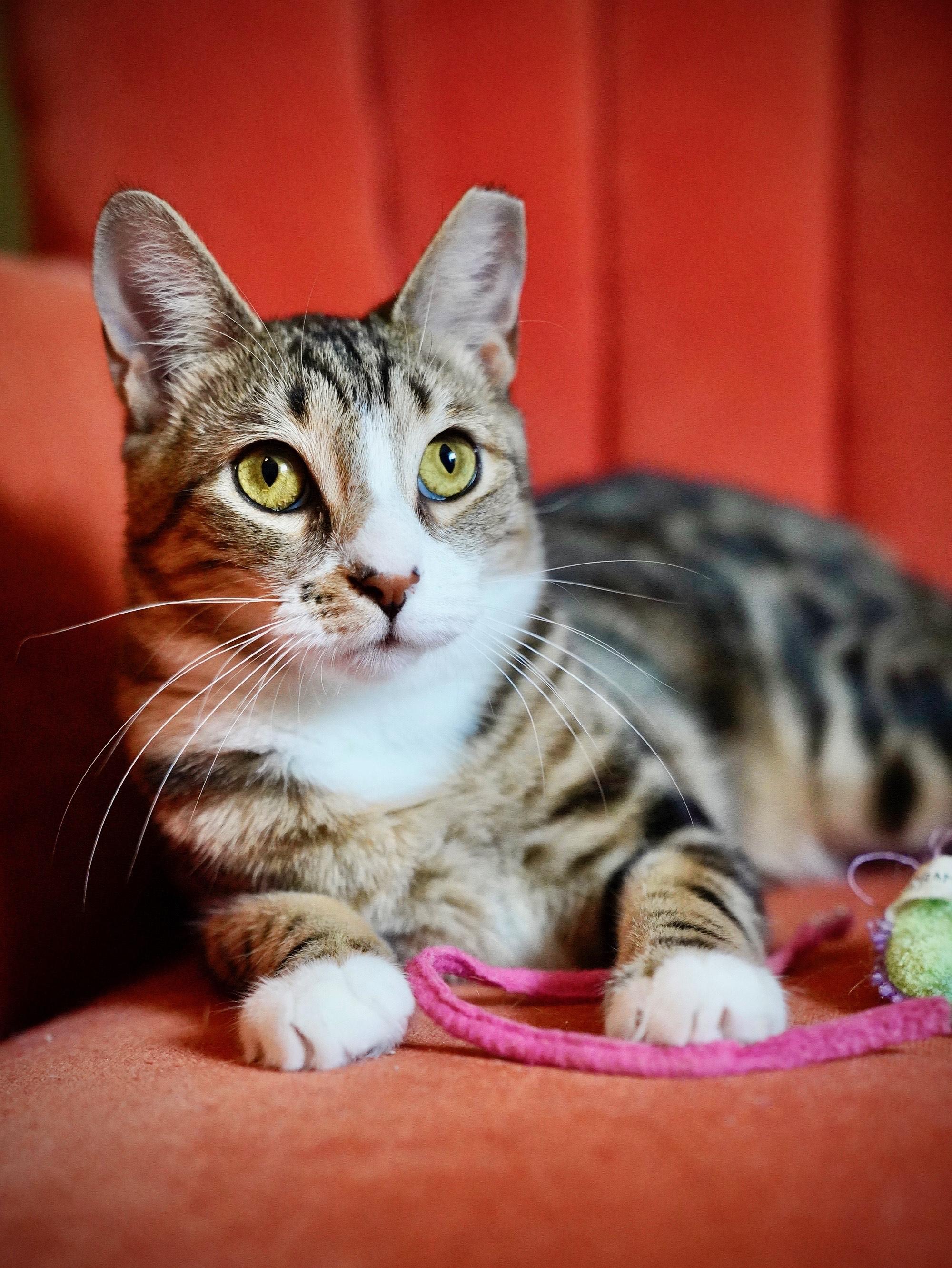 Tripp (FeLV+), a Adoptable Tabby in Hixson, TN image 5/6