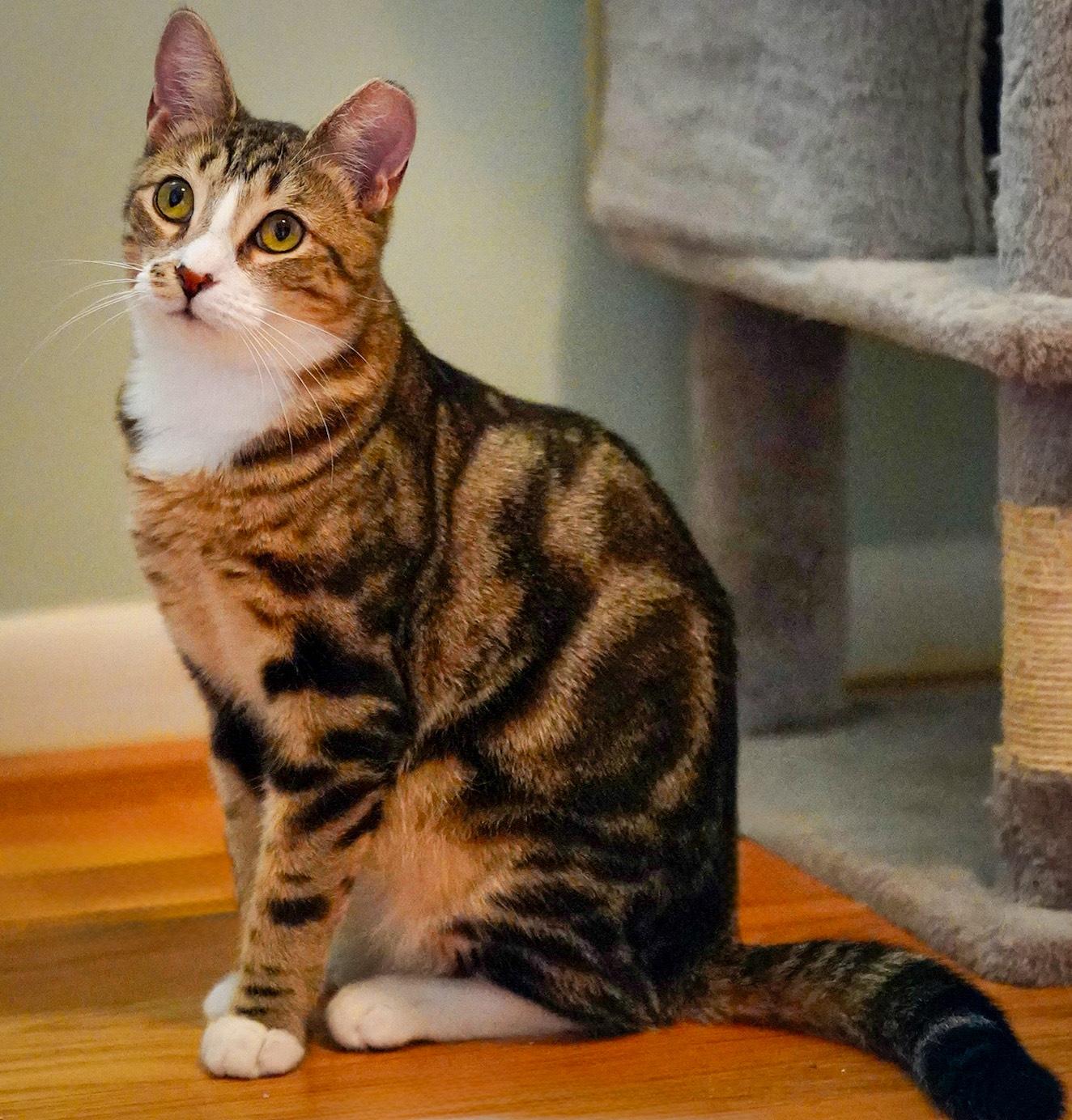 Tripp (FeLV+), a Adoptable Tabby in Hixson, TN image 2/6