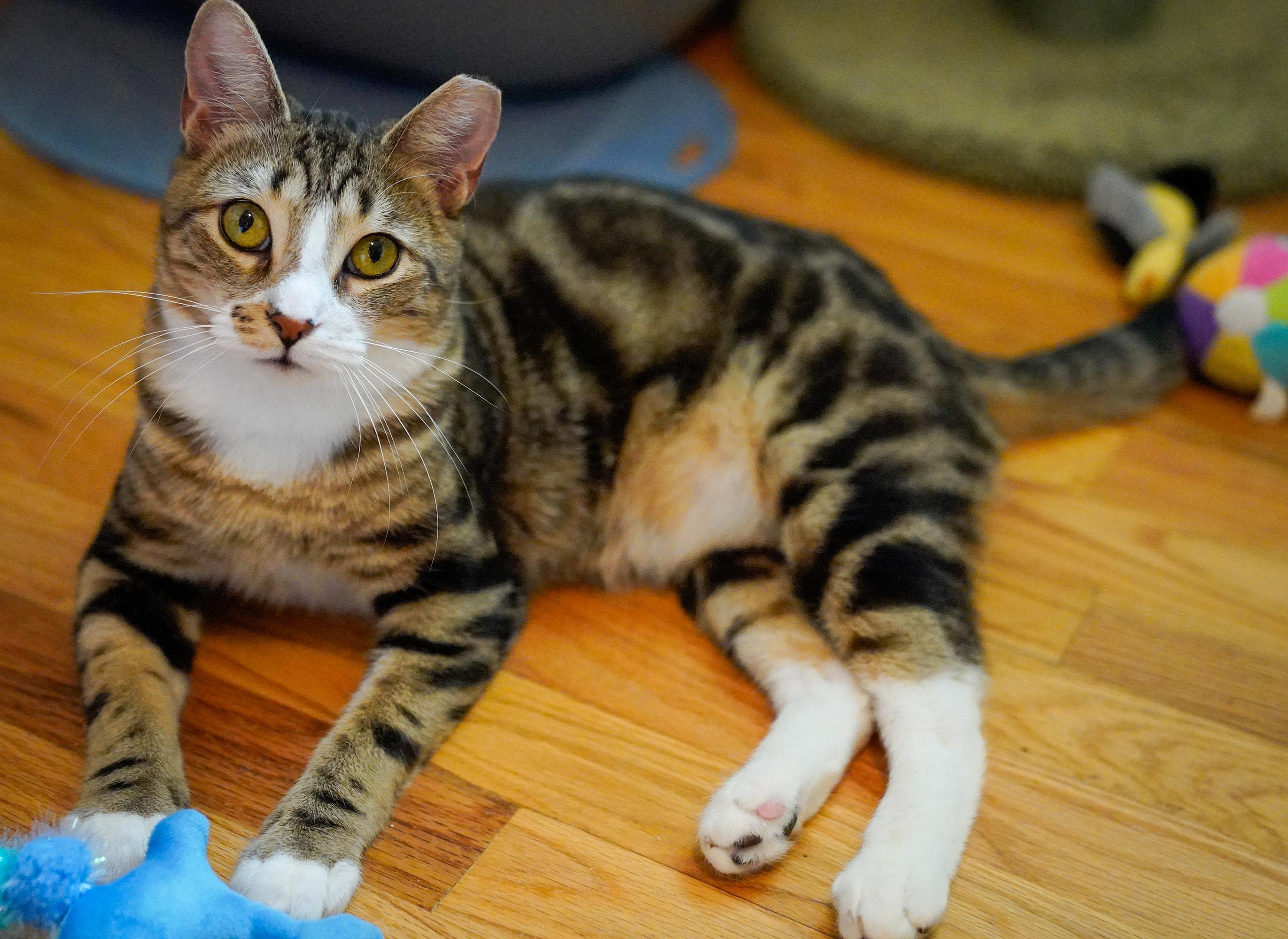 Tripp (FeLV+), a Adoptable Tabby in Hixson, TN image 6/6