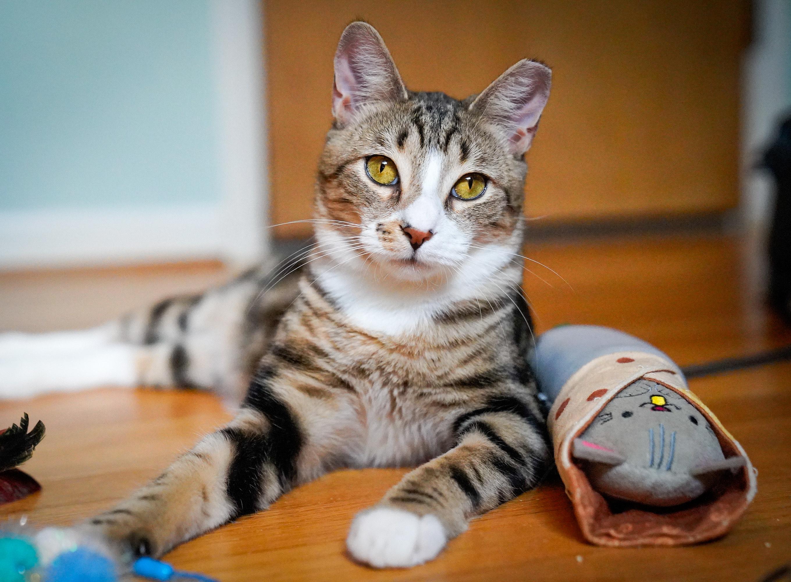 Tripp (FeLV+), a Adoptable Tabby in Hixson, TN image 1/6